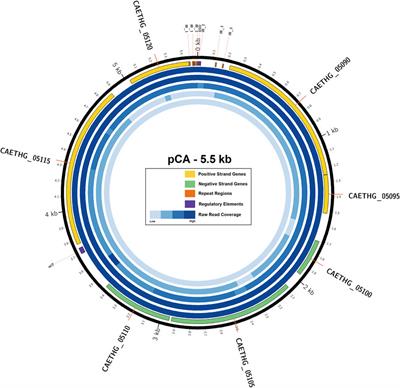 Clostridium autoethanogenum isopropanol production via native plasmid pCA replicon